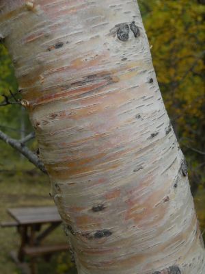 15_breiddaldsvik_075.JPG