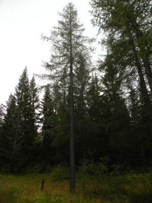 15_breiddaldsvik_083.JPG