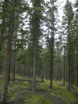 15_breiddaldsvik_090.JPG