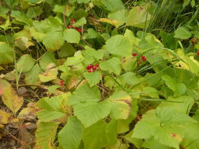 15_breiddaldsvik_092.JPG