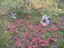 15_breiddaldsvik_053.JPG