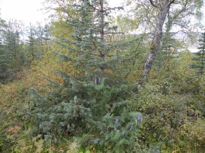 15_breiddaldsvik_105.JPG