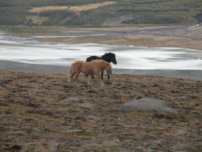 15_breiddaldsvik_182.JPG