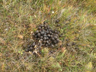 15_breiddaldsvik_195.JPG