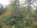 15_breiddaldsvik_105.JPG