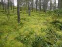 15_breiddaldsvik_110.JPG