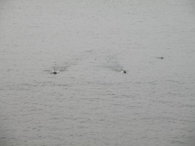 16_hofn_066.JPG