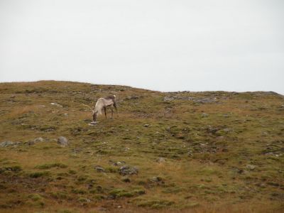 16_hofn_233.JPG