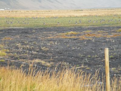19_selfoss_036.JPG