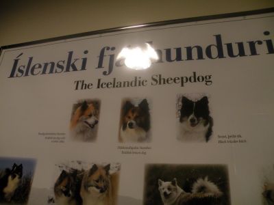 19_selfoss_350.JPG