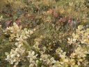 19_selfoss_304.JPG