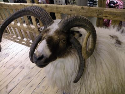20_selfoss_102.JPG