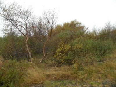 20_selfoss_118.JPG