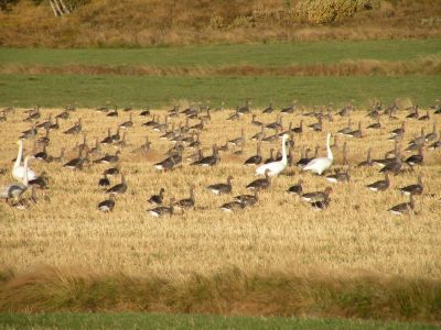 21_grindavik_006.JPG