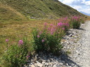 20220811_lelacblanc_46.JPG